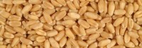 Wholesale Wheat /Triticum aestivum Cheapest Prices in market
