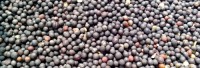 Wholesale Cheapest Price Good Quality Rapeseed in market